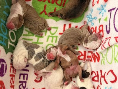 English Bulldog Puppies