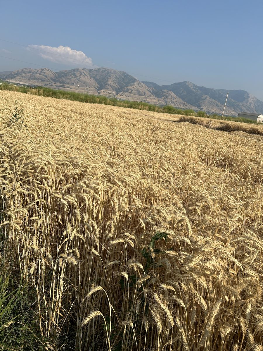 Small Straw Bales