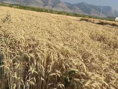 Small Straw Bales
