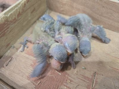 lovebirds black mask