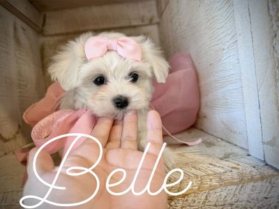 Adorable CKC maltese puppies