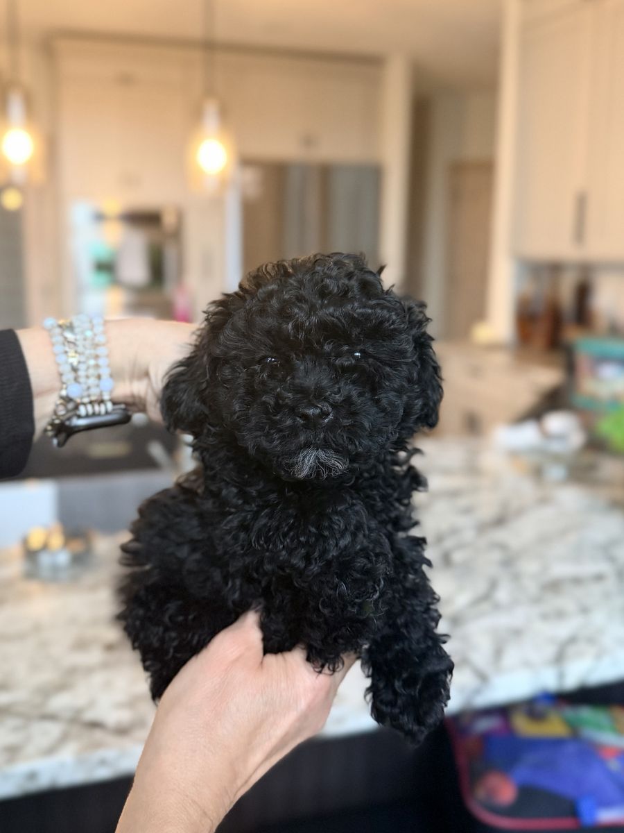 Toy Poodle