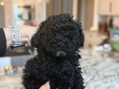 Toy Poodle