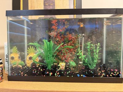 10 Gallon Fish Tank And Fish