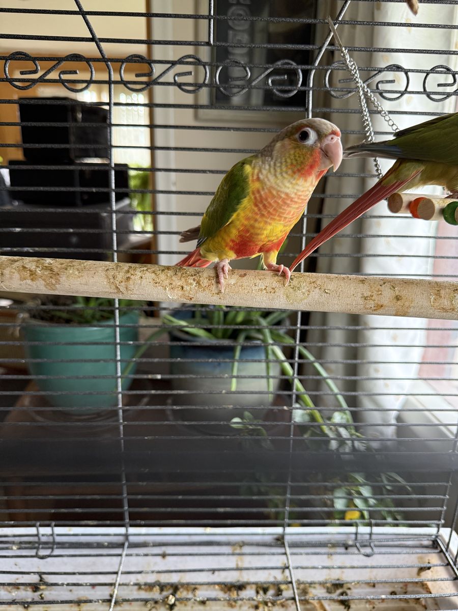 Handfed Green Cheek Conures