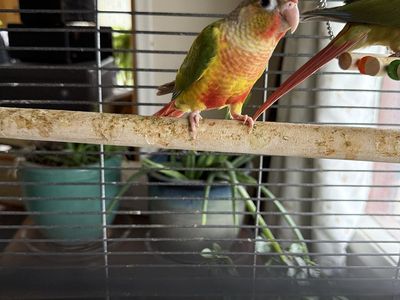 Handfed Green Cheek Conures