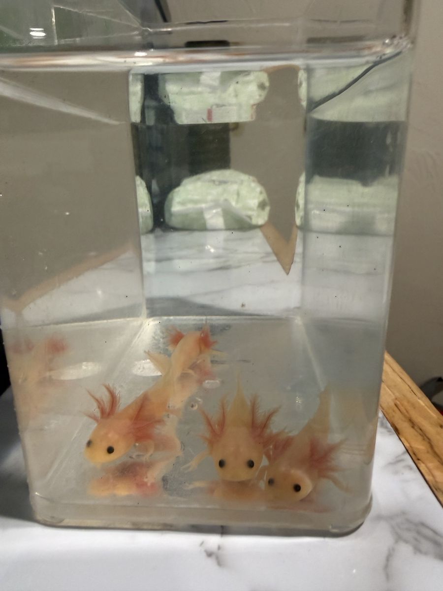 Baby axolotls