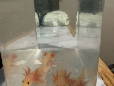 Baby axolotls
