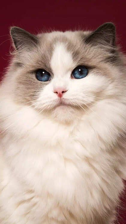Adopt cat. this is the best friend forever. adopt this and you'll be happy. do not hesitate to ask me.