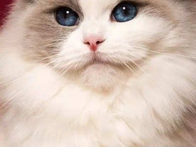 Adopt cat. this is the best friend forever. adopt this and you'll be happy. do not hesitate to ask me.