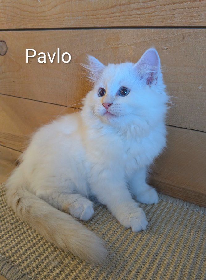 Siberian Hypoallergenic Kittens - Pavlo, Pavel & Pyotr