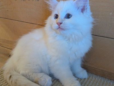 Siberian Hypoallergenic Kittens - Pavlo, Pavel & Pyotr