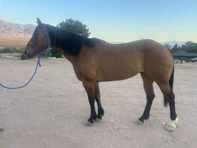 Ranch Horse Deluxe
