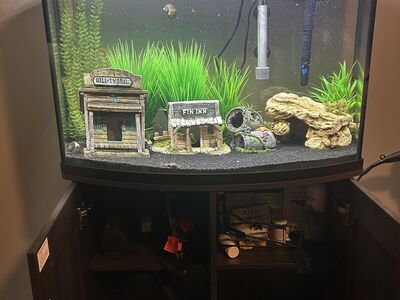 36 G Bow Front Tank W/Stand