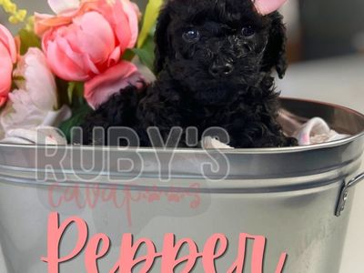 F1BB Cavapoo Puppy