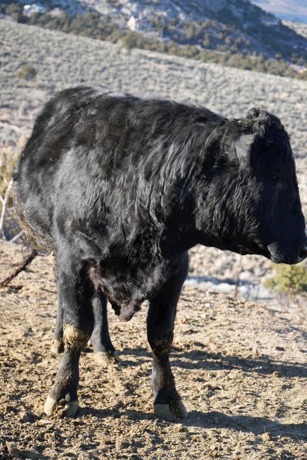 BULK SALE! Downsizing My Small Cow Herd. 1 Bull, 2