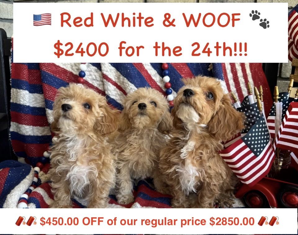 Adorable Mini Poochon/Bichoodle Puppies (Bichon Frise/Poodle) Hypoallergenic & Potty Pad Trained (only 2 left)