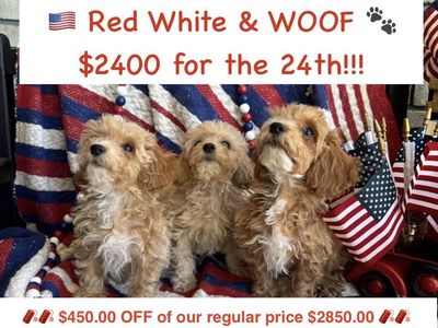 Adorable Mini Poochon/Bichoodle Puppies (Bichon Frise/Poodle) Hypoallergenic & Potty Pad Trained (only 2 left)