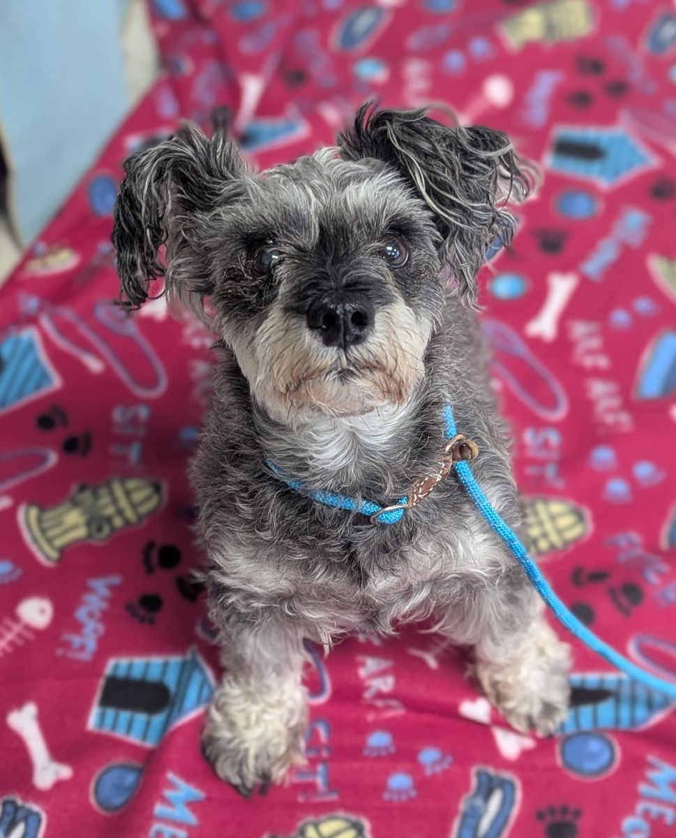 A164020 Francis, Available for Adoption