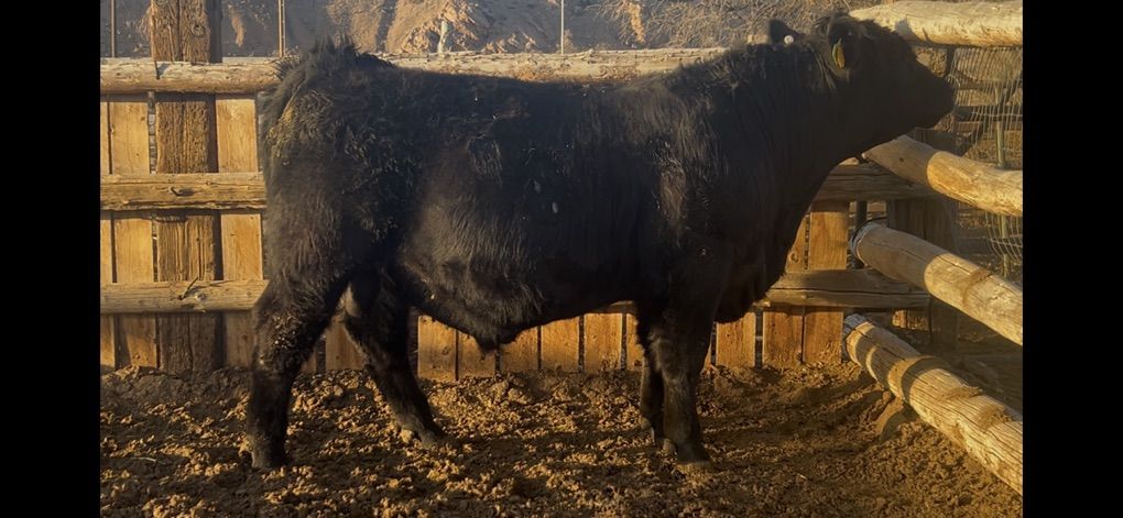 SimAngus Bull For Sale