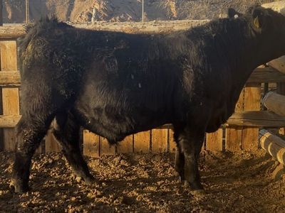 SimAngus Bull For Sale