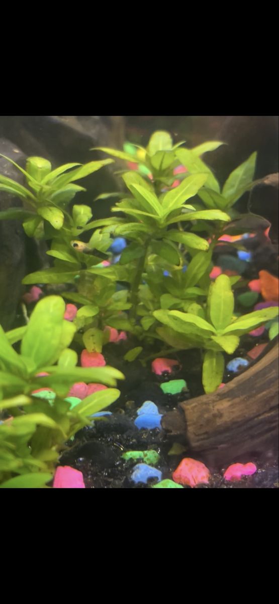 Black And Calico Molly Fry