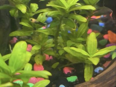 Black And Calico Molly Fry