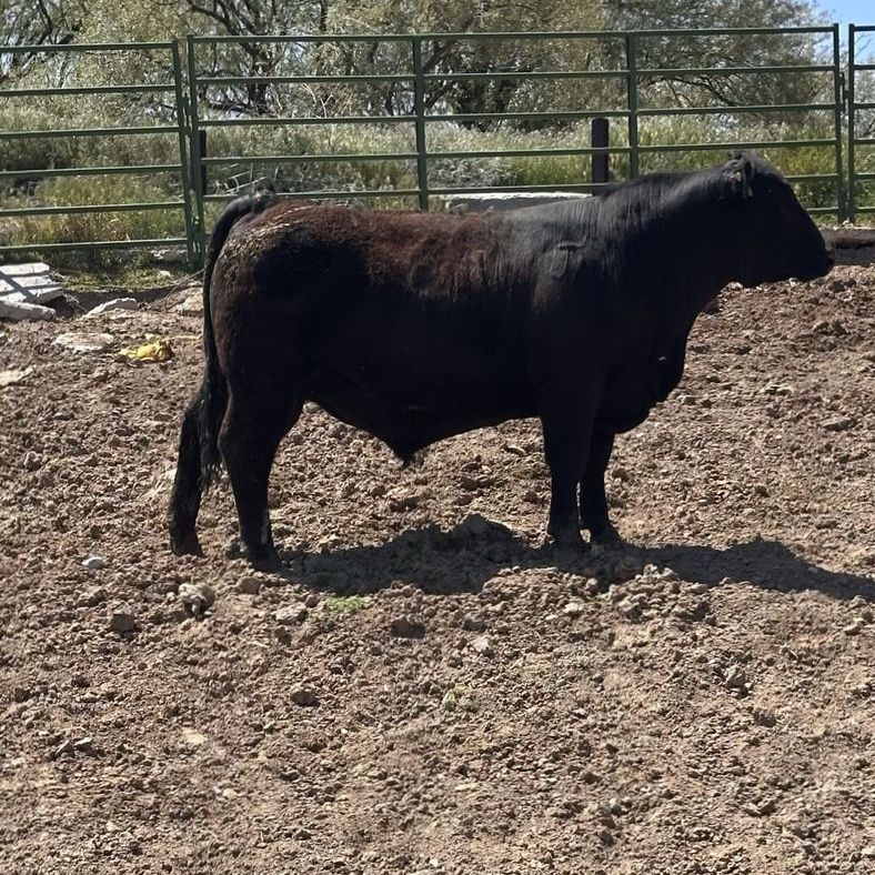 Simm/Angus Yearling Bull