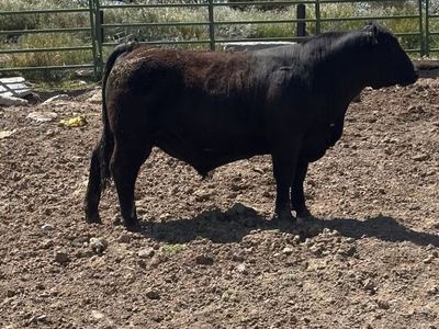 Simm/Angus Yearling Bull