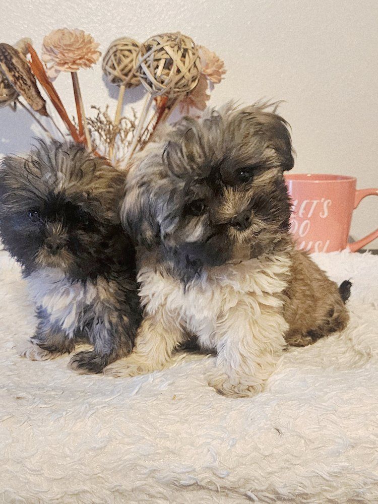 Shit Tzu puppies super smart and cute