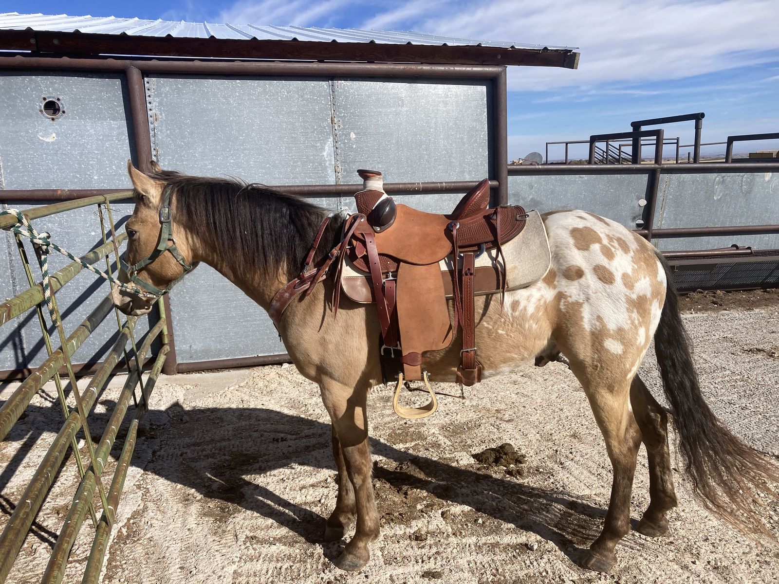 3 yr. old gelding