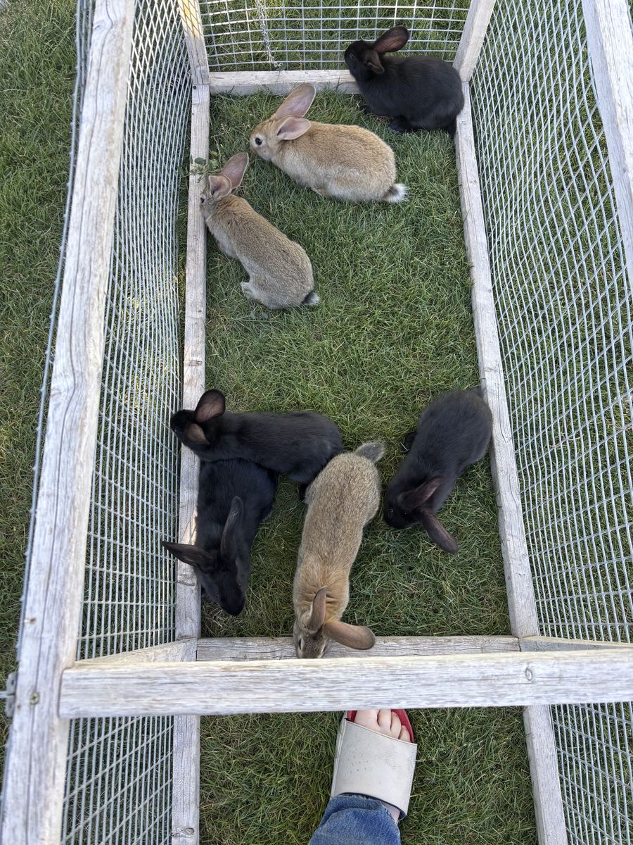 Rabbits
