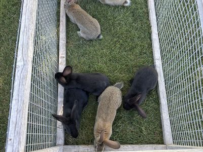 Rabbits