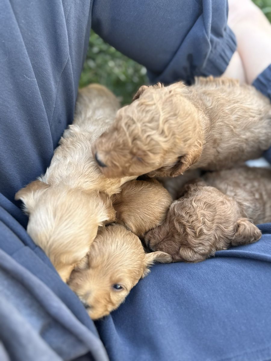 Mini golden Aussiedoodle puppies.