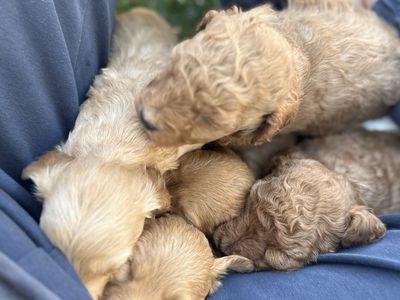 Mini golden Aussiedoodle puppies.
