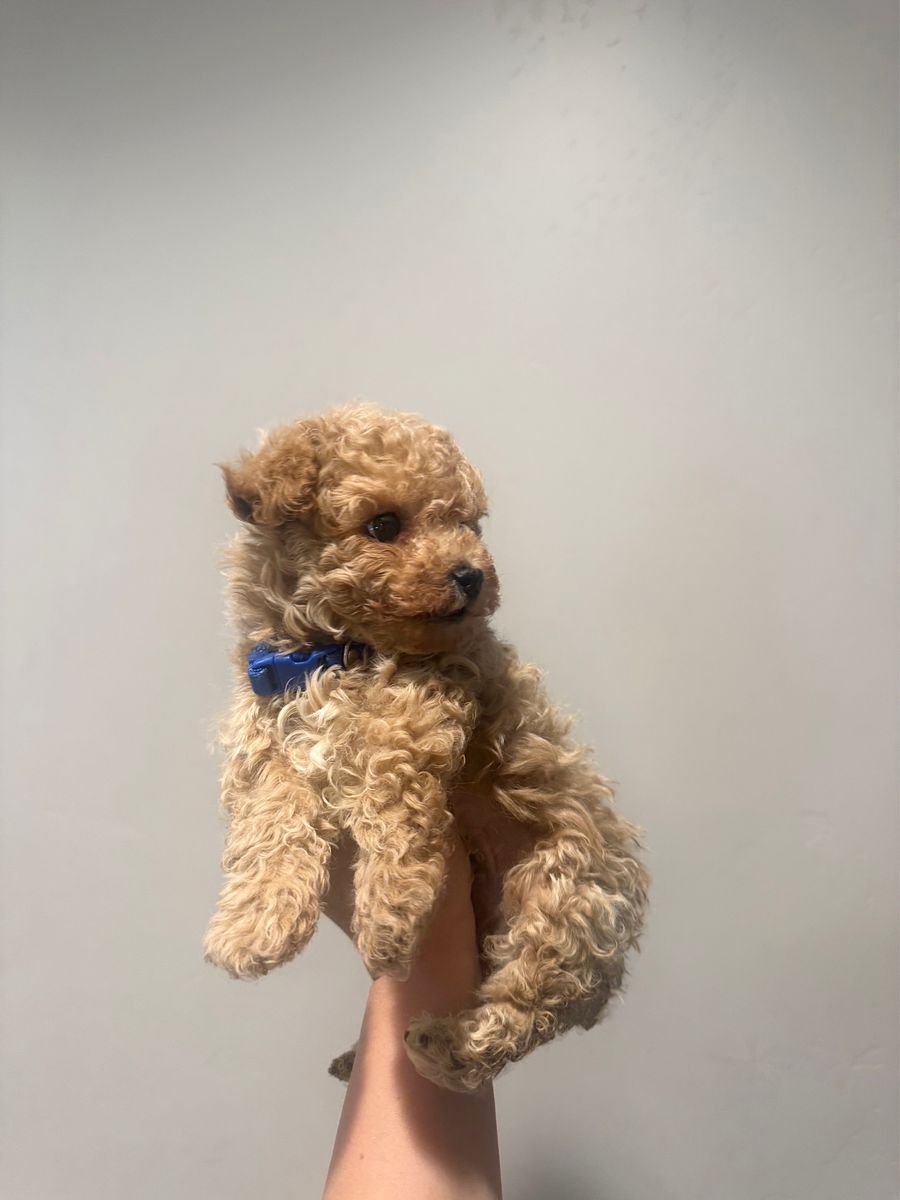 Main image 4