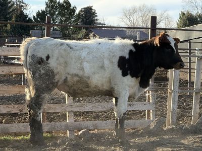 Simmental/corriente heifers.