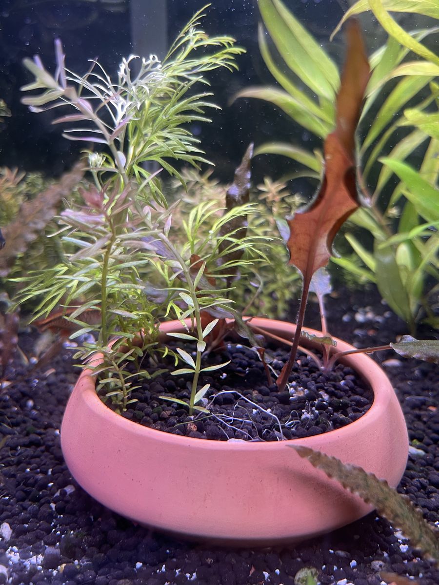 Two bags of plants and Val