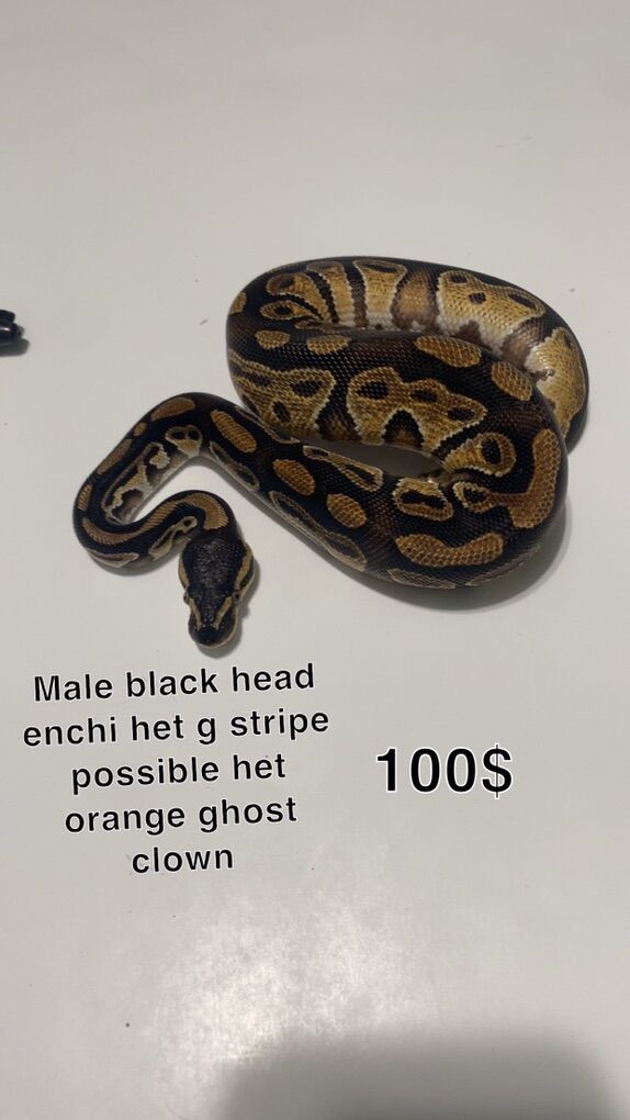 Ball Python