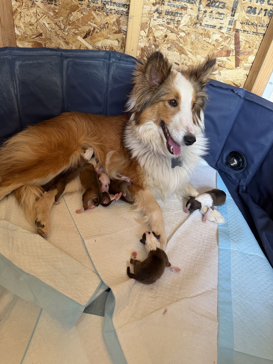 AKC registered Sheltie/Shetland Sheepdog
