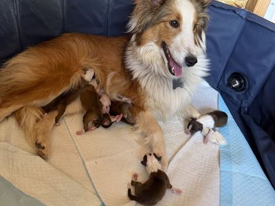 AKC registered Sheltie/Shetland Sheepdog