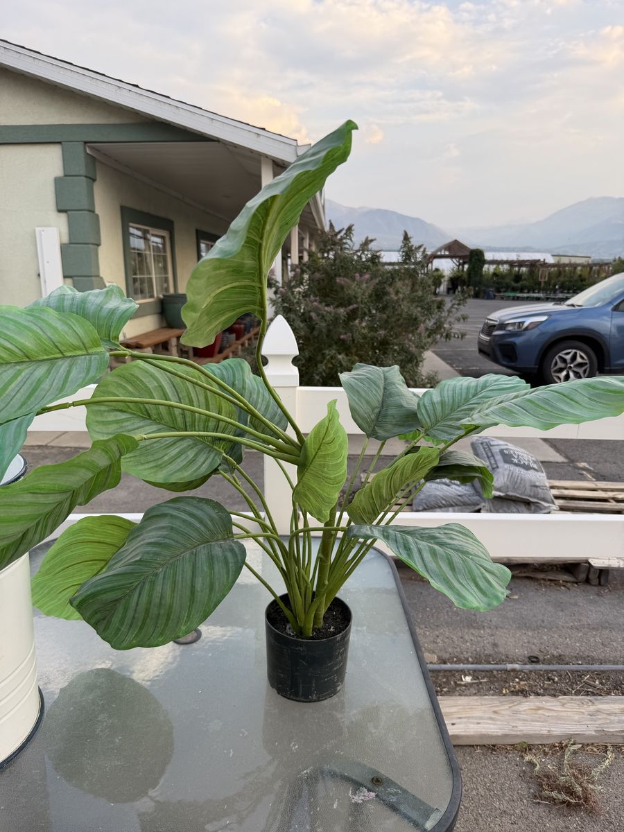 Artificial Calathea Potted Plant - Faux Greenery Home Decor