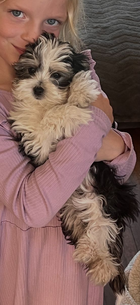 Morkie Maltese Yorkie 4 puppies