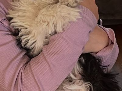 Morkie Maltese Yorkie 4 puppies