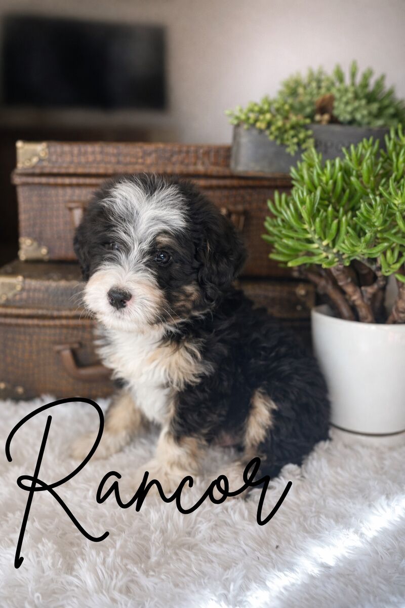 Mini Bernedoodles 71/2 Wks Blue Merle And Tri