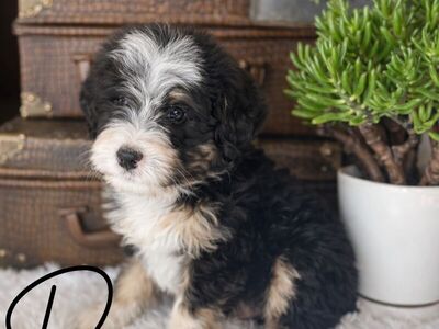 Mini Bernedoodles 71/2 Wks Blue Merle And Tri