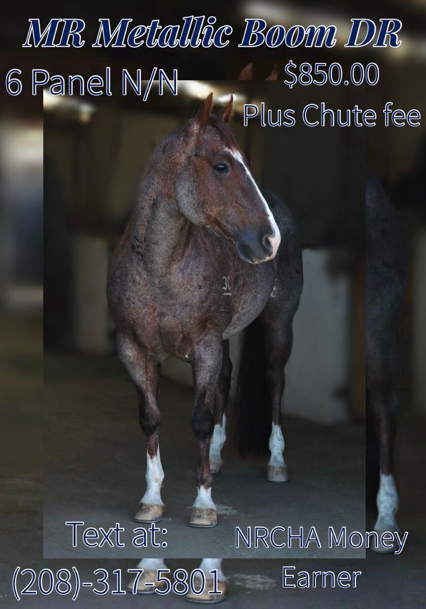 Standing 2026 breed season