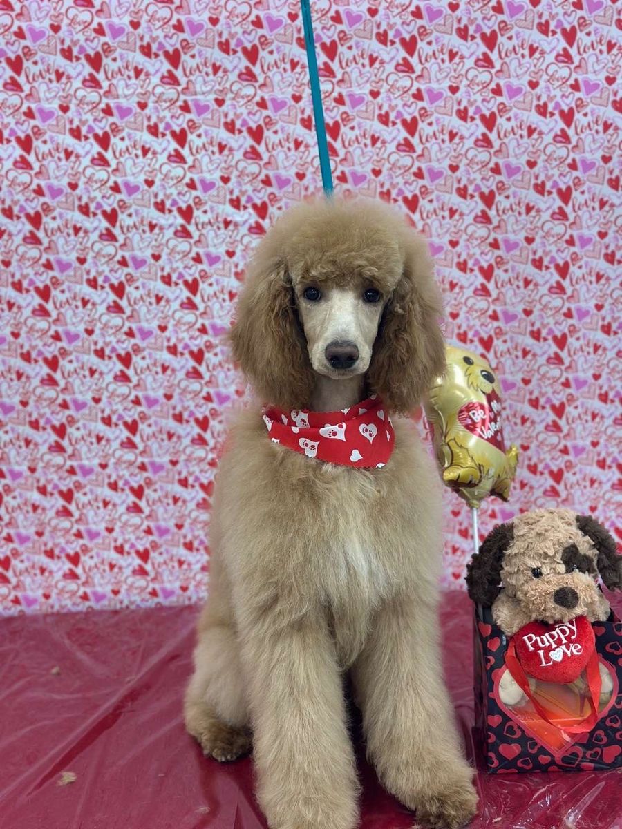 Purebred Standard Poodle