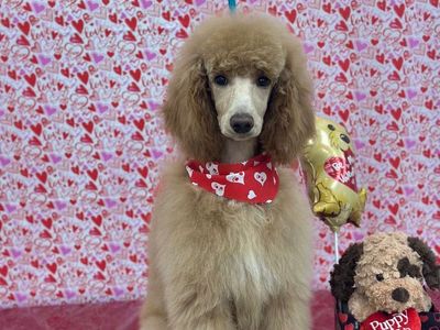 Purebred Standard Poodle