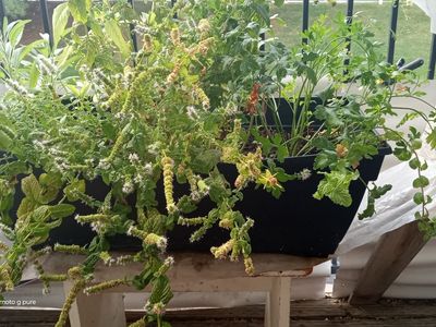 Assorted Fresh Herb Planter Box with Mint, Sage, and Parsley